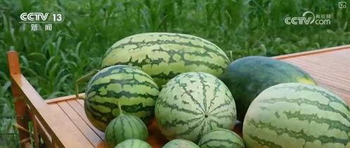 吃瓜最新,揭秘娱乐圈最新热点事件